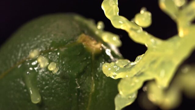 Fresh Lime fruit squirting with juice in slow motion in black background 4K