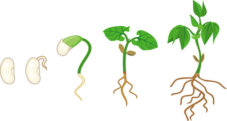 Sequence of growth stages of bean germination: from seed to young sprout with green leaves and root system isolated on white background - obrazy, fototapety, plakaty