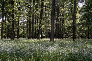 Sommerwald mit Eichen und Gras