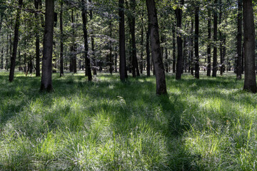 Sommerwald mit Eichen und Gras