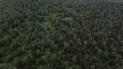 Deep green forest on mountains of Manzherok in summer time