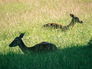 Damwild liegt im hohen Gras und ruht sich aus