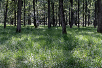 Sommerwald mit Eichen und Gras