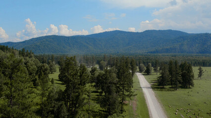 Green forest and mountains far away in Altai