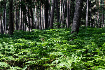 Sommerwald mit Eichen und Farn