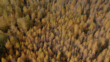 Autumn yellow forest in Ural