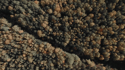 Yellow and green forest in autumn time