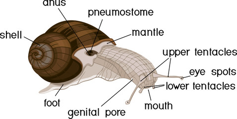 External anatomy of common air-breathing land snail. Structure of Roman snail (Helix pomatia) for biology lessons - obrazy, fototapety, plakaty