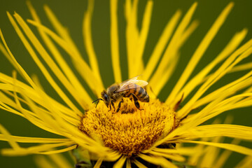 bee on flower