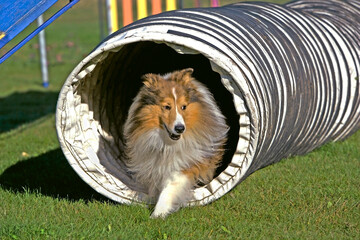 Shetland Sheepdog  leaving tunnel in a agility competition.