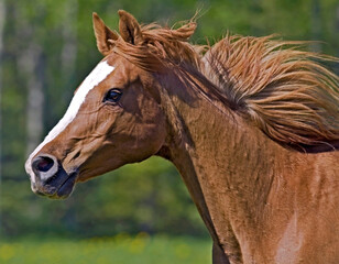 Chestnut Arabian Horse Mare galloping,  flying mane, head closeup