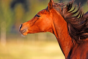 portrait of a young Arabian horse running with flying mane,  head closeup