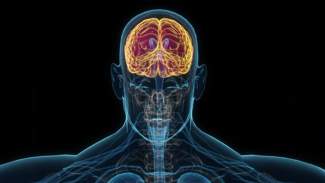 Male brain 3d hologram. 4k Clouse-up seamless looping