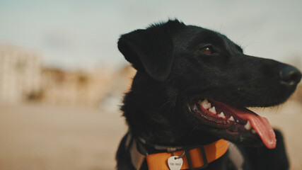 Close-up of dog's muzzle. Dog lies on sandy beath