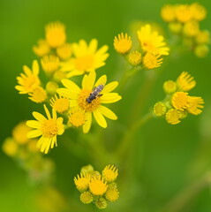 Close -up of an insect sitting in a small flower