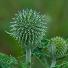 Makro of spinned flower in the summer in the meadow