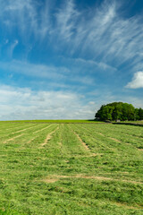Fototapeta na wymiar Cut grass in a hay field ready for collection on a Northumberland farm