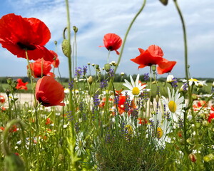 Obraz premium daisy and red poppy flowers on wild field white clouds on blue sky summer nature landscape