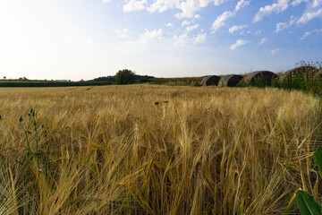 Close-up of wheat fields in the meadows at sunset