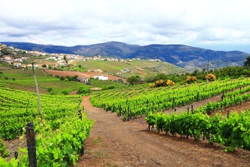 Fototapeta na wymiar Vineyard landscape in Douro, Portugal