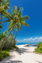 Fototapeta na wymiar Coco palm trees on beautiful beach in tropical island, Key Largo. Florida