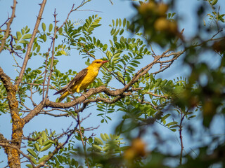 adult golden oriole or oriolus oriolus on the branch