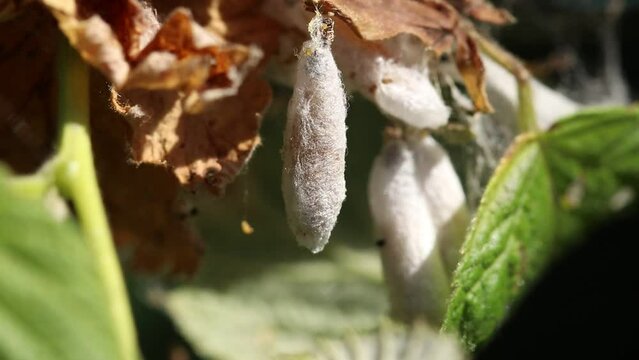 The pupa of the ermine moth flutters in the wind. In the background there are several more pupae in a rolled up leaf. Close-up video.