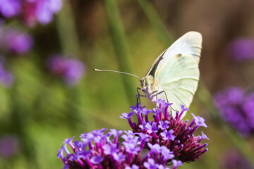 Large white cabbage butterfly drinking nectar on a verbena bonariensis purpletop plant flower .
