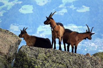 Ziegen auf einem Berg