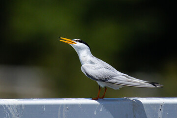 番いを呼ぶコアジサシ