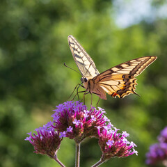 Underside view of papilio machaon old world swallowtail butterfly sitting on a verbena bonariensis purpletop flower drinking nectar.