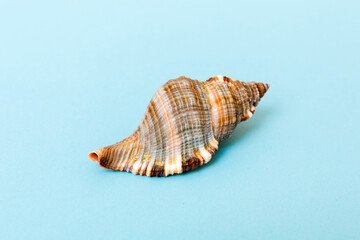 Beach seashells on colored background. Mock up with copy space