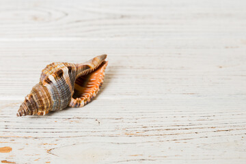 Beach seashells on colored background. Mock up with copy space