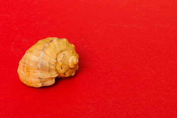 Beach seashells on colored background. Mock up with copy space