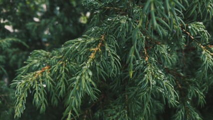 Young spruce tree branch close-up. Evergreen forest. Soft sunlight. Pure nature, ecology, decorative plants and trees, landscaping design, reforestation concepts. Christmas and New Year symbol