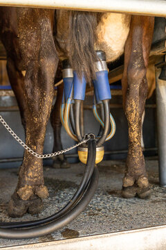 Milking cluster attached to a cow's udder