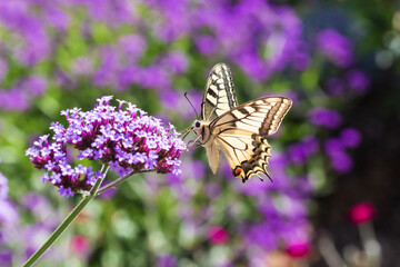 Underside view of papilio machaon old world swallowtail butterfly sitting on a verbena bonariensis purpletop flower drinking nectar.