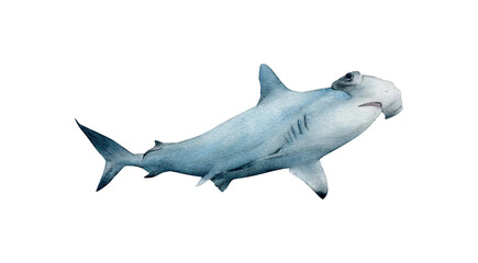 Hand-drawn watercolor hammerhead shark illustration isolated on white background. Underwater ocean creature. Marine animals collection