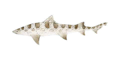 Hand-drawn watercolor leopard shark illustration isolated on white background. Underwater ocean creature. Marine animals collection - obrazy, fototapety, plakaty