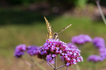 Papilio machaon old world swallowtail butterfly sitting on a verbena bonariensis purpletop plant drinking nectar.