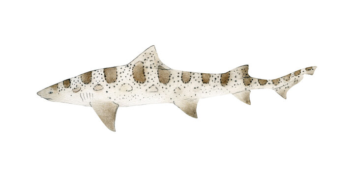 Hand-drawn watercolor leopard shark illustration isolated on white background. Underwater ocean creature. Marine animals collection