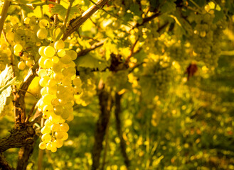 Uva per la vendemmia