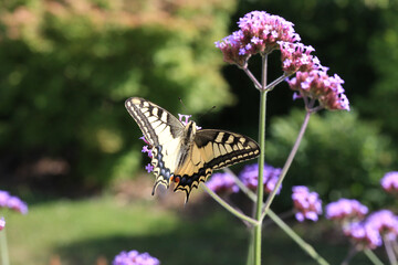 Upperside view of papilio machaon old world swallowtail butterfly sitting on a verbena bonariensis...