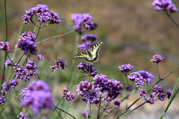 Top view of papilio machaon old world swallowtail butterfly sitting on a verbena bonariensis purpletop plant.
