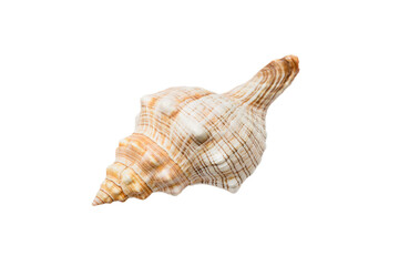 Sea shell isolated on white background. Close up seashell top view