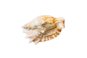 Sea shell isolated on white background. Close up seashell top view