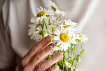 Woman holding bunch of white camomile flowers in her hands