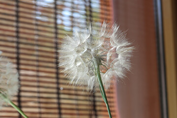 large dandelion in front of a window in kitchen interior