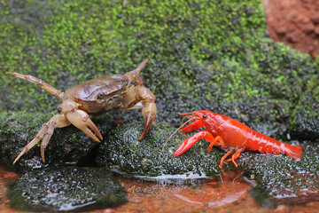 A field crab (Parathelphusa convexa) is ready to attack a crayfish (Cherax quadricarinatus) when...