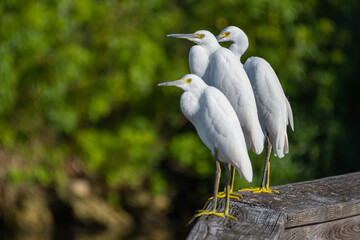Snowy Egrets perched on a boardwalk.  Snowy Egrets were hunted nearly to extinction for their wispy feathers.